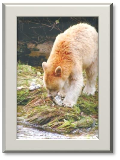 Canada | BC - Wilderness  & Wildlife